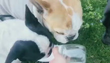 Cargar y reproducir el video en el visor de la galería, pet water cup Botella de agua para perros y gatos, tazas de viaje portátiles, cuenco para beber agua de alimentación al aire libre
